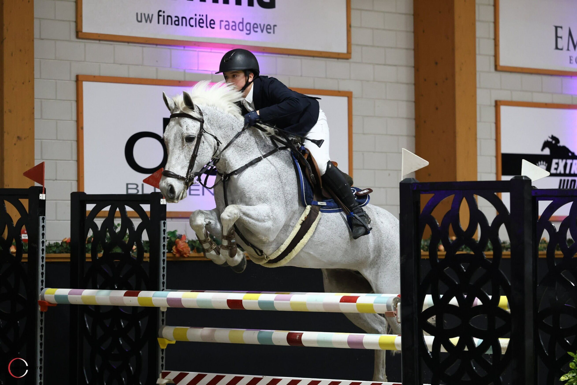 Sport horse mid-jump